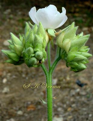  Inflorescence (Cymose)